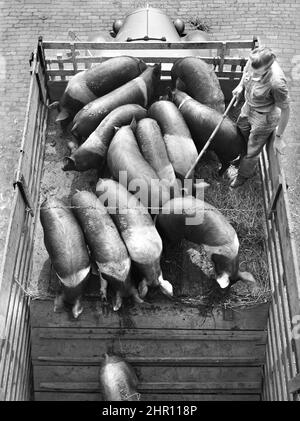 Déchargement des porcs d'un camion, Union stock yards, Chicago, Illinois, États-Unis, John Vachon, U.S. Office of War information/U.S. Administration de la sécurité agricole, juin 1941 Banque D'Images