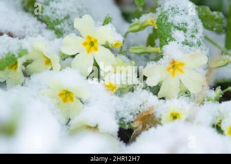 Primroses indigènes primula vulgaris couvertes de neige en février - Royaume-Uni Banque D'Images