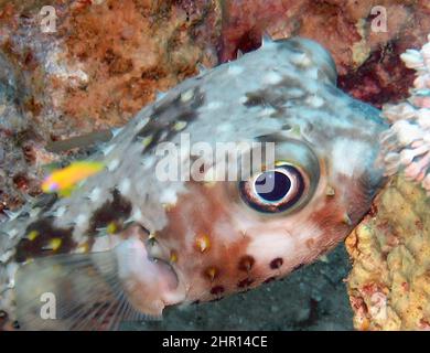 Un Burrfish à pois jaunes (Cyclithys spilostylus) dans la mer Rouge Banque D'Images