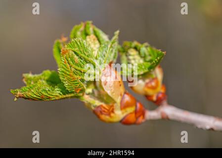 Bourgeon de feuilles du châtaigne de cheval, Aesculus, au printemps Banque D'Images