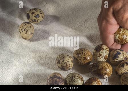 Caille les oeufs sur un tissu rayé avec les mains tenant les oeufs. Concept d'alimentation saine.. Banque D'Images