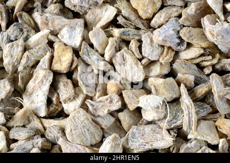 Gingembre, gingembre commun, gingembre de cuisine, gingembre de canton (Zingiber officinale), racines de gingembre en morceaux Banque D'Images