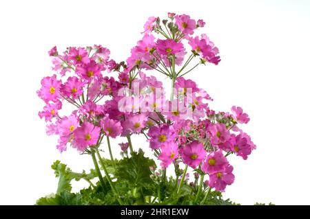 Primevre de fée (Primula malacooides), floraison. Coupée Banque D'Images