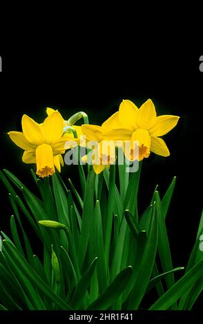 Un groupe de Narcissus Jetfire est placé sur un fond noir. C'est une cyclaminée division 6 daffodill qui est la floraison de printemps et entièrement endurci Banque D'Images