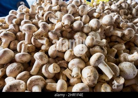 Champignons en vente au magasin Banque D'Images