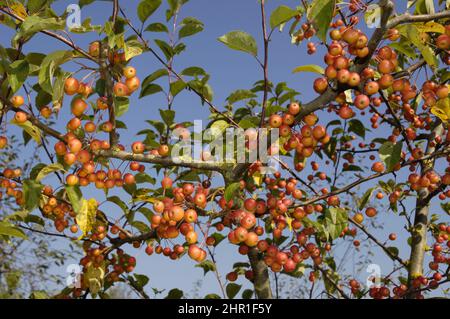 Toringo Crab-Apple, Toringo Crab Apple (Malus 'Professeur Sprenger', Malus Professeur Sprenger, Malus x zumi, Malus sieboldii), branche avec fruits de Banque D'Images