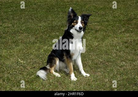 Border Collie (Canis lupus F. familiaris), jeune Border collie assise dans un pré Banque D'Images