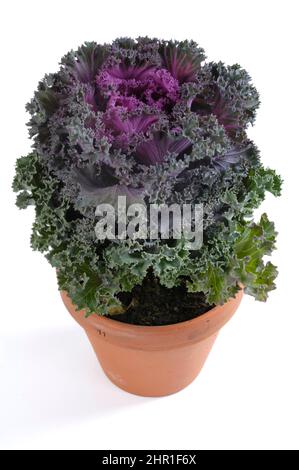 Chou ornemental (Brassica oleracea), dans un pot, coupé Banque D'Images