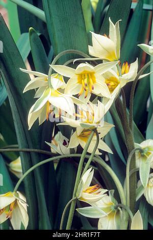 Tulip turkestanica un groupe de fleurs situé dans le cadre de feuilles vertes peuvent être cultivées dans des conteneurs ou des frontières Rock Gardens et sont entièrement hardy Banque D'Images