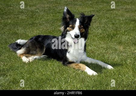 Border Collie (Canis lupus F. familiaris), jeune Border collie assis dans un pré Banque D'Images