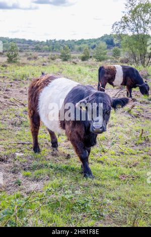 Vache Galloway à ceinture avec long pelage caractéristique et large ceinture blanche, une race écossaise traditionnelle de bovins de boucherie à Chobham Common, Surrey Banque D'Images