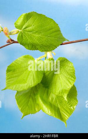 Tilleul à gros feuilles, tilleul (Tilia platyphyllos), branche avec feuilles vertes fraîches Banque D'Images