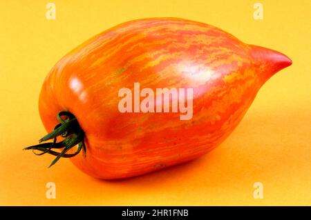 Tomate de jardin (Solanum lycopersicum 'Striped Roman', Solanum lycopersicum Striped Roman, Lycopersicon esculentum), tomate du Roman rayé Banque D'Images