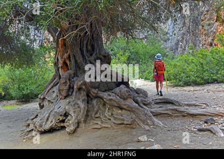 Vieux olivier dans la gorge d'Agio Farago, Grèce, Crète, Kali Limenes Banque D'Images