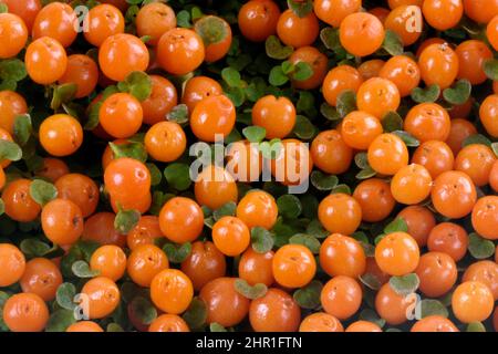 Plante de perles (Nertera granadensis), fructification Banque D'Images