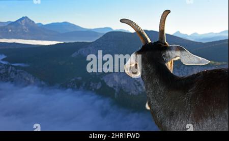 Chèvre domestique (Capra hircus, Capra aegagrus F. hircus), chèvre sur la route pittoresque du grand Canyon du Verdon avec banc de brouillard, France, Alpes de haute Banque D'Images