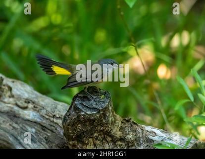 Une paruline américaine Redstart femelle fait sortir ses plumes de queue en montrant des taches jaune vif pendant la migration des oiseaux de printemps dans la Floride occidentale clé. Banque D'Images