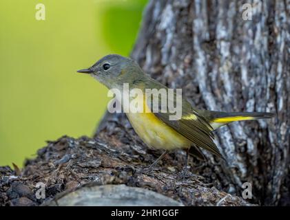 Une paruline américaine redstart femelle recherche des insectes dans un arbre pendant la migration des oiseaux de printemps Banque D'Images