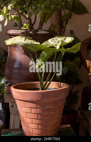 Plante de vigne d'Arrowhead dans un pot Banque D'Images