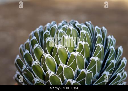 Agave victoria reginae feuilles géométriques Banque D'Images