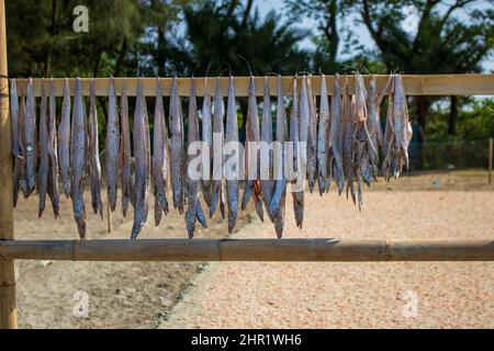 Poissons salés accrochés au soleil pour sécher au bord de la mer de l'île Kutubdia Banque D'Images