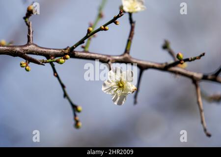 Gros plan sur les fleurs de prune blanches en pleine floraison. L'après-midi, les fleurs fleurissent au printemps dans le parc Shuangxi. Taipei, Taïwan. Banque D'Images