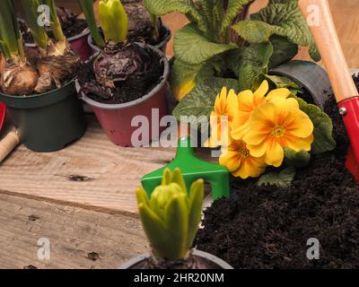 Divers floraison précoce sur une table de plantation avec sol et outils de plantation, temps de jardin ou concept de printemps Banque D'Images