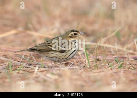 Pipit à dos d'olive (Anthus hodgsoni) au Japon Banque D'Images