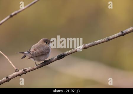 Flycatcher à poitrine rouge (Ficedula parva) au Japon Banque D'Images