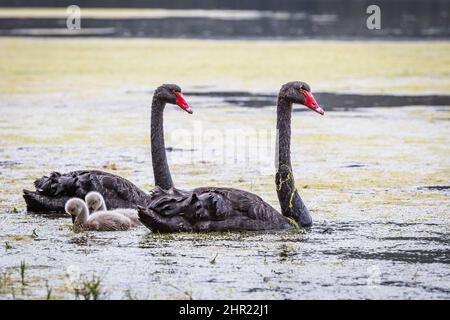 gros plan des cygnes de mère et de père avec deux cygnets de bébé Banque D'Images