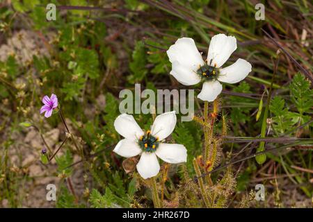 Deux grandes fleurs blanches de la plante carnivore Drosera cistiflora dans un habitat naturel près de Malmesbury, dans le Cap occidental de l'Afrique du Sud Banque D'Images