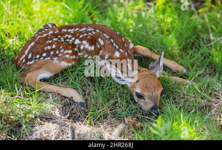 Concept animaux de la nature. Bébé chevreuil caperole. Nouveau-né Deers bambi et animaux sauvages de printemps concept. Fauve au repos. Banque D'Images