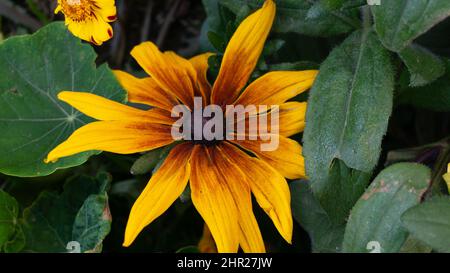 Une fleur jaune-brune se rapproche du fond du feuillage vert et de petites inflorescences Banque D'Images