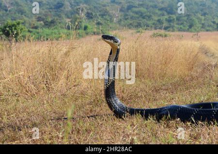 Le cobra roi, Ophiophage hannah est une espèce de serpent venimeux d'aphidés endémique aux jungles en Asie du Sud et du Sud-est, goa india Banque D'Images