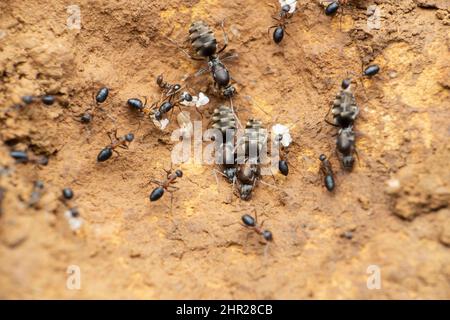 Queen jungle ant travailleurs fourmis, Satara, Maharashtra, Inde Banque D'Images