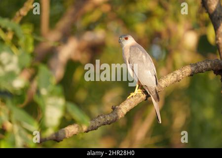 Shikra, Accipiter badius, Satara, Maharashtra, Inde Banque D'Images