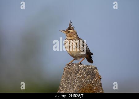 Larche de brousse indienne mâle, Mirafra erythroptera , Satara, Maharashtra, inde Banque D'Images