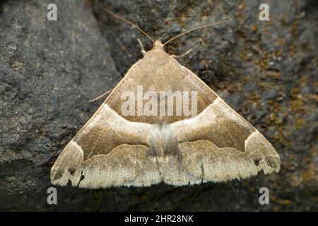 Trigonodes sp. , Satara, Maharashtra, inde Banque D'Images