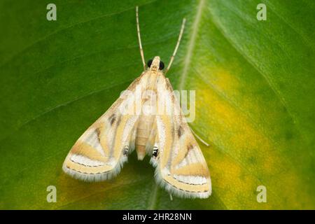 Papillon triangulaire sur la feuille , Satara, Maharashtra, inde Banque D'Images