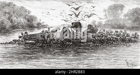 Vautours noirs (Coragyps atratus) un vautour noir américain dévorant un caiman mort dans la Magdalena, en Colombie. Amérique du Sud. Vieux 19th siècle illustration gravée de Journey to Colombia par Edward François Andre, le Tour du monde 1877 Banque D'Images