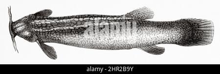 Eremophilus Missii est une espèce de poisson-chat de la famille des Trichomycteridae, l'ordre des Siluriformes. Ce poisson provient du bassin de la rivière Bogotá, qui est un affluent de la rivière Magdalena. Colombie. Amérique du Sud. Vieux 19th siècle illustration gravée de Journey to Colombia par Edward François Andre, le Tour du monde 1877 Banque D'Images