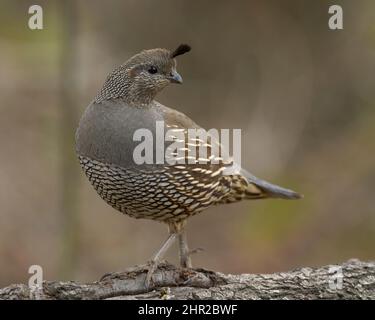 California Quail (Callipepla californica) Sacramento Comté Californie États-Unis Banque D'Images