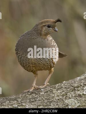 California Quail (Callipepla californica) Sacramento Comté Californie États-Unis Banque D'Images