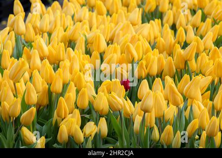 Une tulipe rouge dans Une mer de tulipes jaunes à Amsterdam, pays-Bas 18-1-2020 Banque D'Images