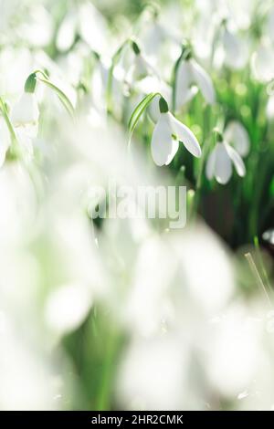 Un plancher de bois avec un tapis de neige blanc pur fleurs heralding Springtime et de nouveaux débuts Banque D'Images