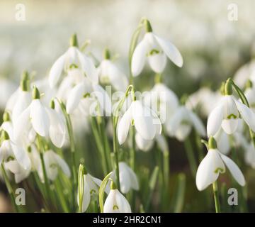 Un plancher de bois avec un tapis de neige blanc pur fleurs heralding Springtime et de nouveaux débuts Banque D'Images