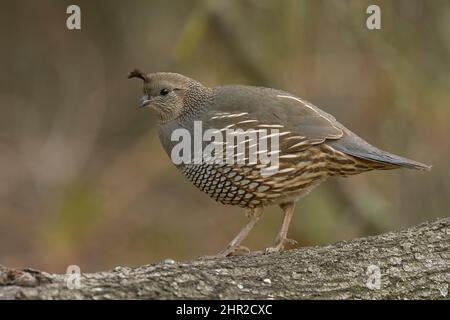 California Quail (Callipepla californica) Sacramento Comté Californie États-Unis Banque D'Images