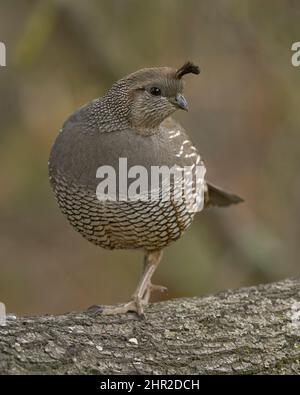 California Quail (Callipepla californica) Sacramento Comté Californie États-Unis Banque D'Images