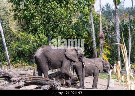 Deux éléphants d'Afrique se préparer à l'accouplement Banque D'Images