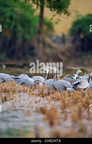 Bar à tête d'oie dans leur habitat naturel. L'oiseau gris est connu pour les altitudes extrêmes qu'il atteint lors de la migration à travers l'Himalaya Banque D'Images